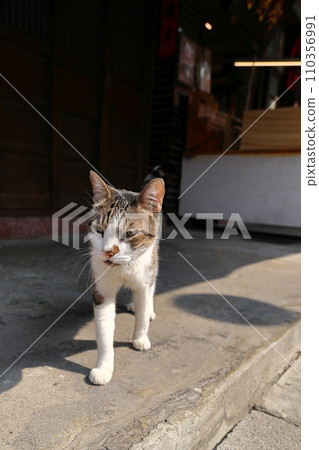 Friendly shop cats in Lukang Old Street 110356991