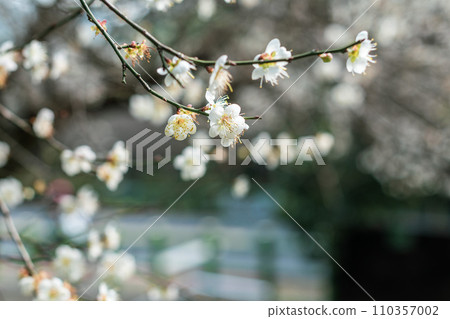 Plum blossoms 110357002