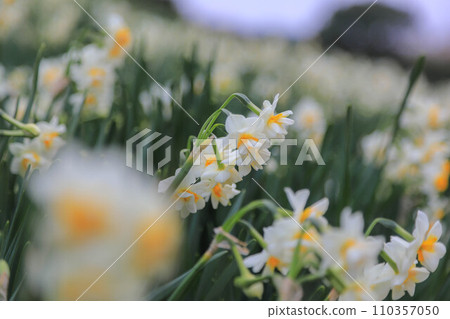 Narcissus of the Tsunoda Lighthouse Narcissus of the Tsunoda Lighthouse 110357050