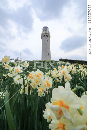 Narcissus of the Tsunoda Lighthouse 110357055