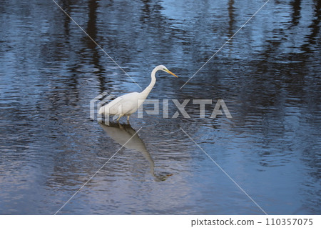 A white heron walking along the Motoara River near Hasuda City, Saitama Prefecture A white heron walking along the Motoara River near Hasuda City, Saitama Prefecture 110357075