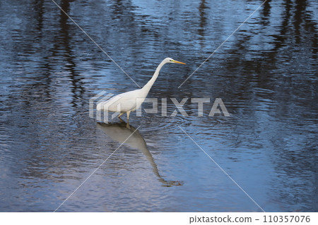A white heron walking along the Motoara River near Hasuda City, Saitama Prefecture A white heron walking along the Motoara River near Hasuda City, Saitama Prefecture 110357076