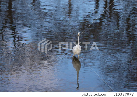埼玉縣蓮田市附近的本荒川上行走的白鷺 110357078