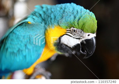 Close-up of macaw eye 110357240