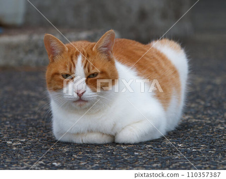 Cat looking at this place 110357387