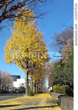 一排銀杏樹的居民區 一排銀杏樹的居民區 110357510