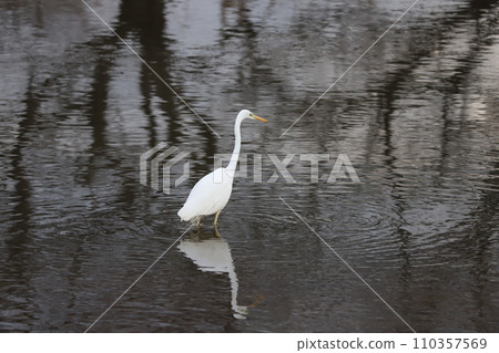 埼玉縣蓮田市附近的本荒川上行走的白鷺 110357569