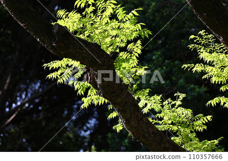 leaves in sunlight 110357666