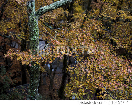 Lots of maple leaves Lots of maple leaves 110357735