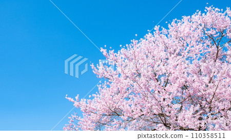 Cherry blossoms in full bloom and blue sky Cherry blossoms in full bloom and blue sky 110358511