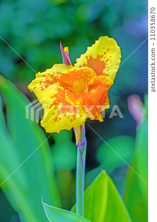 房子周圍鮮花盛開,各個季節,美麗的黃色花朵,鮮豔的美人蕉花 房子周圍鮮花盛開,各個季節,美麗的黃色花朵,鮮豔的美人蕉花 110358670
