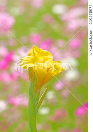 房子周圍鮮花盛開,各個季節,美麗的黃色花朵,鮮豔的美人蕉花 房子周圍鮮花盛開,各個季節,美麗的黃色花朵,鮮豔的美人蕉花 110358673