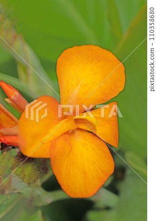 Flowers around the house - various seasons - beautiful orange flowers - bright canna flowers 110358680