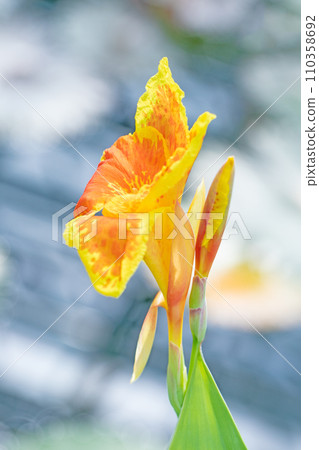 Flowers around the house, various seasons, beautiful yellow flowers, bright canna flowers Flowers around the house, various seasons, beautiful yellow flowers, bright canna flowers 110358692