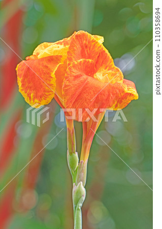 房子周圍的花朵 - 不同的季節 - 美麗的橙色花 - 明亮的美人蕉花 110358694