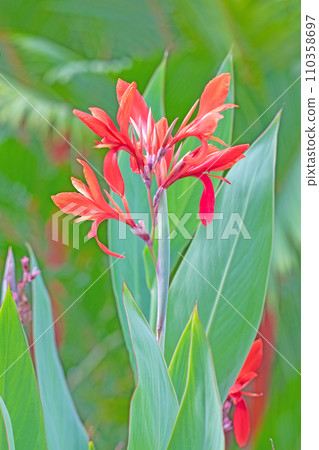 Flowers around the house - various seasons - beautiful red flowers - bright canna flowers Flowers around the house - various seasons - beautiful red flowers - bright canna flowers 110358697