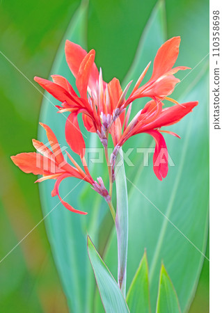 Flowers around the house - various seasons - beautiful red flowers - bright canna flowers Flowers around the house - various seasons - beautiful red flowers - bright canna flowers 110358698