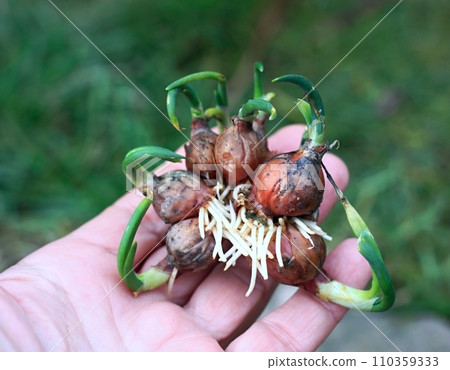 Rooting of  multi-tiered  onion known as Allium poliferum or Allium cepa 110359333