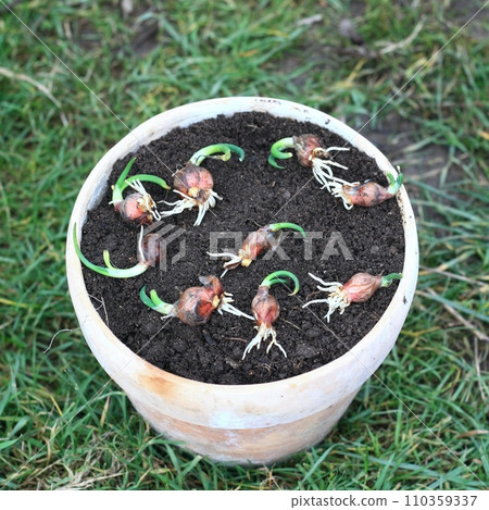Rooting of multi-tiered onion known as Allium poliferum or Allium cepa Rooting of multi-tiered onion known as Allium poliferum or Allium cepa 110359337