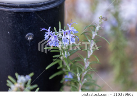 淺紫色迷迭香花 110359602