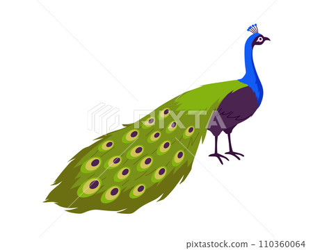 Beautiful peacock with amazing long tail, tropical bird with ornamental feathers, decorative plumage, vector peafowl 110360064