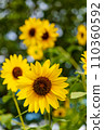 向日葵綻放風景 110360592