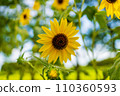 向日葵綻放風景 110360593
