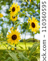 向日葵綻放風景 110360595
