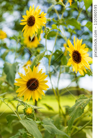 Sunflower blooms scenery Sunflower blooms scenery 110360595