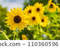 向日葵綻放風景 110360596