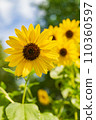 向日葵綻放風景 110360597
