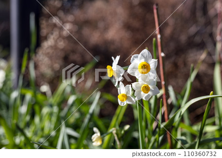 Daffodils Winter flowers Spring flowers Image [Kanagawa Prefecture] 110360732