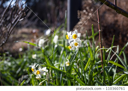 水仙花 冬天的花朵 春天的花朵 圖像 [神奈川縣] 110360761