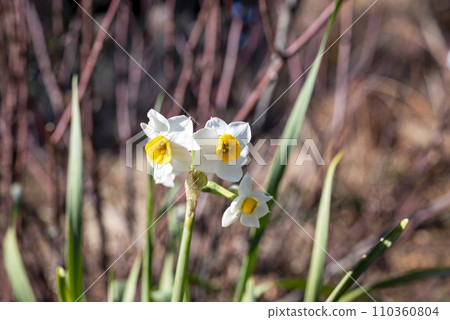 Daffodils Winter flowers Spring flowers Image [Kanagawa Prefecture] 110360804