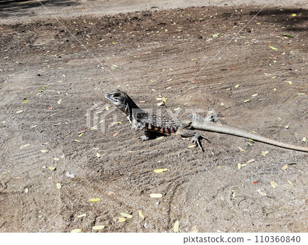 Butterfly agama or Small-scaled or Ground lizard on the sand at Khao Sam Roi Yot National Park, Orange and black color stripes on yellow and brown skin of Tropical reptiles in Thailand Butterfly agama or Small-scaled or Ground lizard on the sand at Khao Sam Roi Yot National Park, Orange and black color stripes on yellow and brown skin of Tropical reptiles in Thailand 110360840