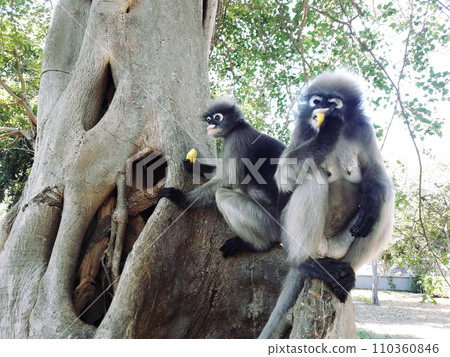 Dusky leaf monkey sitting on tree, Forest mammal with green trees and shrubs Dusky leaf monkey sitting on tree, Forest mammal with green trees and shrubs 110360846