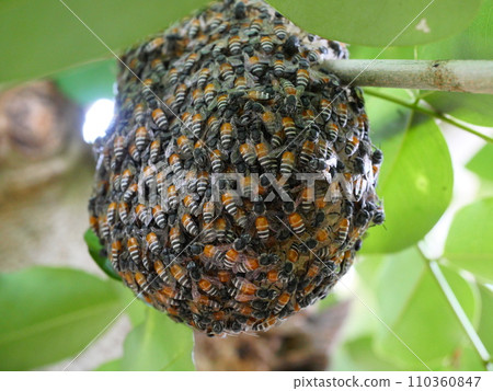 beehive, bee, honey bee 110360847