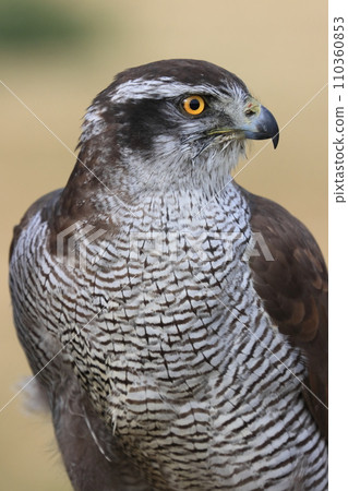 Bird of prey 110360853