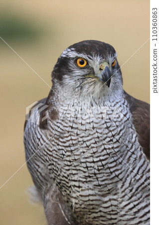 Bird of prey 110360863