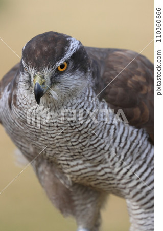 捕食鳥 捕食鳥 110360866