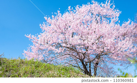 Cherry tree in full bloom  110360981