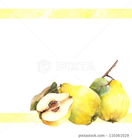 Watercolor hand painted illustration banner, frame Yellow juicy quince whole and cut fruits with branch and leaves with splashes framing.Template for card, drink menu, label Isolated white background. 110361029