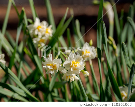 Double-flowered daffodil (daffodil) 110361063