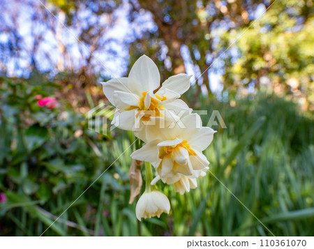 Double-flowered daffodil (daffodil) 110361070