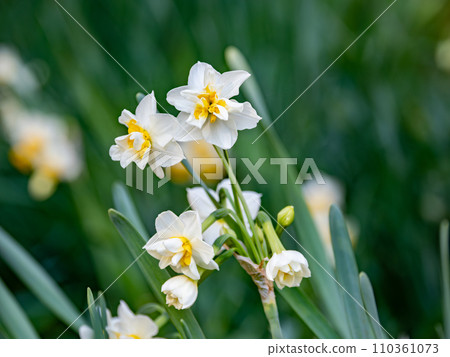 雙花水仙花(水仙花) 雙花水仙花(水仙花) 110361073