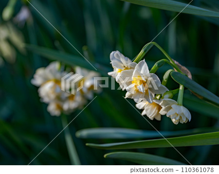 Double-flowered daffodil (daffodil) 110361078