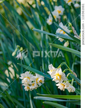 雙花水仙花(水仙花) 雙花水仙花(水仙花) 110361081