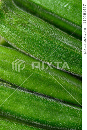 Fresh green okra pattern texture background, Organic vegetables 110361427