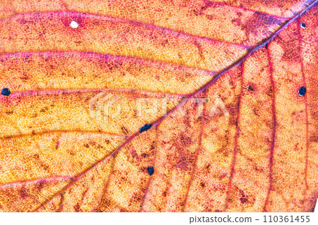 world of leaf veins world of leaf veins 110361455