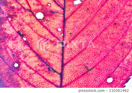 葉脈的世界 110361462